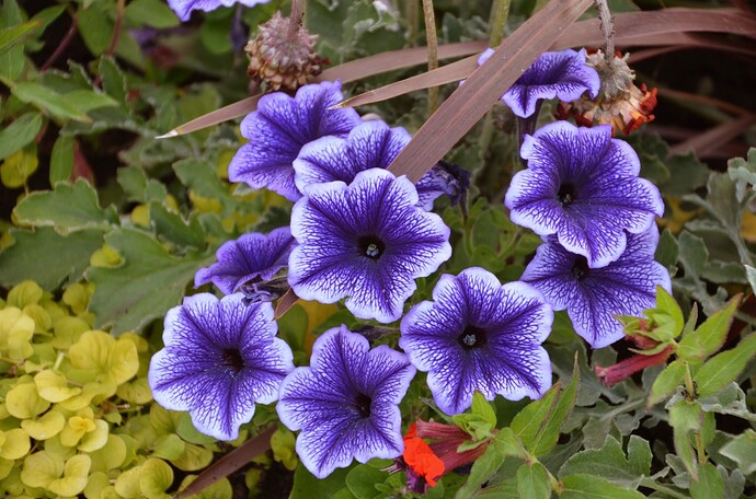 purple-white-flowers