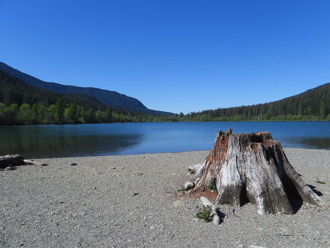 tree stump and Rattleshake Lake