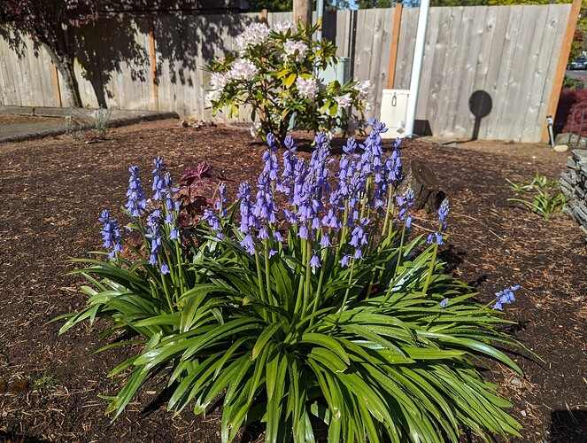 flowers-purple