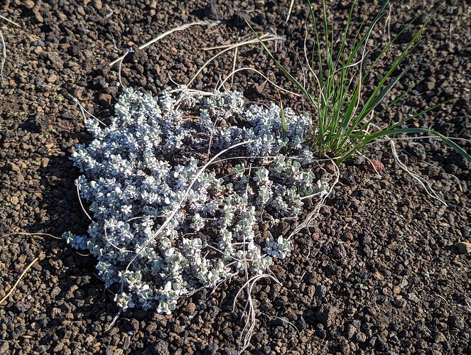 Plants that thrive in the desert