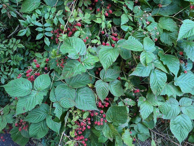 PXL_20240726_003036218
